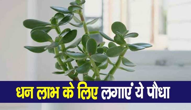 Crassula plant benefits: घर के आंगन में आज ही लगाएं ये पौधा, कभी नहीं रहेगी धन की तिजोरी खाली