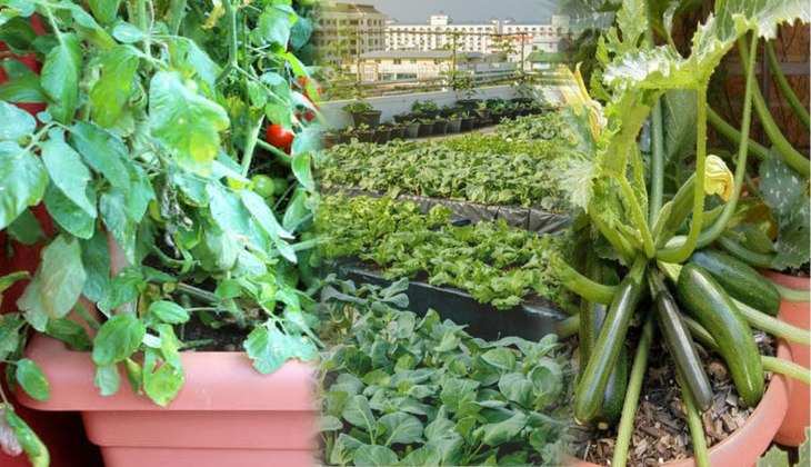 Gardening Tips: घर में ही इन 3 सब्जियों को उगा सकते हैं आप, सीखें बागवानी का आसान तरीका