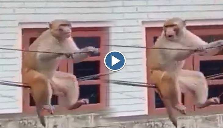 Viral Video: बंदर ने बिजली के तारों का झूला बनाकर सावन में लिए फुल मजे, देखिए फनी वीडियो