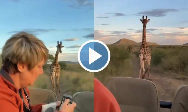 Giraffe Ka Video: OMG! जिराफ को आया गुस्सा तो गाड़ी के पीछे लगाई दौड़, वीडियो देख लोग बोले 'और लो मज़े'