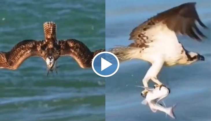 Viral Video: ओ तेरी...शातिर चील समुद्र में घुसकर इस पक्षी को उठा ले गई अपने साथ, देखिए हैरान करने वाला वीडियो