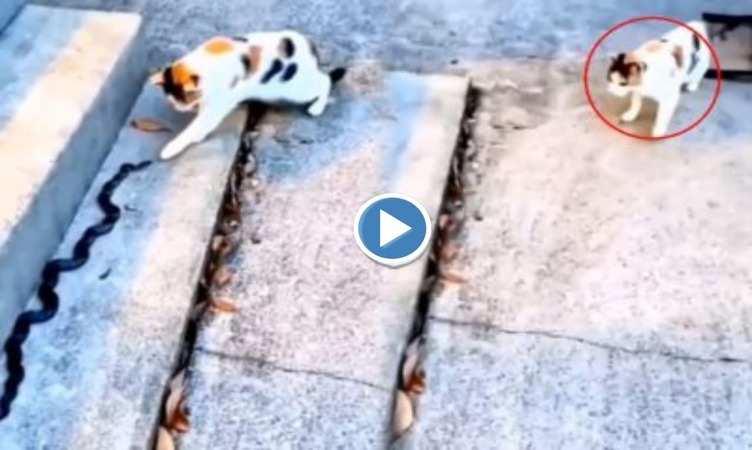 Cat Viral Video: सांप से मजे ले रही थी बिल्ली, नाग देवता ने दिया ऐसा झटका की उड़ गई हवाइयां