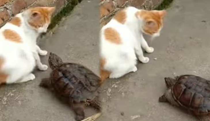 Viral Video: कछुए ने बिल्ली पर किया जोरदार हमला, बार-बार देखा जा रहा वीडियो