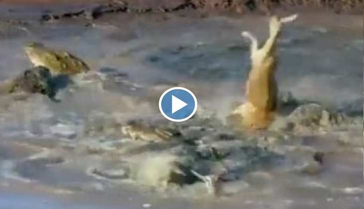 Viral Video: नदी पार कर रहे हिरणों पर मगरमच्छों ने बोला धावा, वीडियो देख कांप जाएगी रूह
