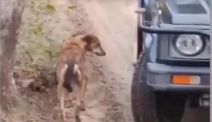 Viral Video: पलक झपकते ही चीते ने  कुत्ते को दबोचा, देखें फिर क्या हुआ