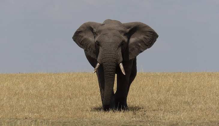 हाथी की बल्लेबाज़ी देख वीरू हैरान, सोशल मीडिया पर वीडियो वायरल