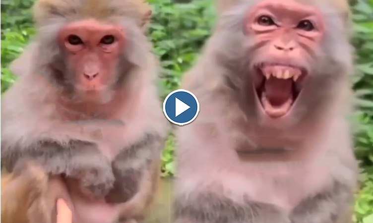 Viral Video: बंदर की खिलखिलाहट देख नहीं रोक पाएंगे आप खुद की हंसी, एक बार जरूर देखें ये वीडियो