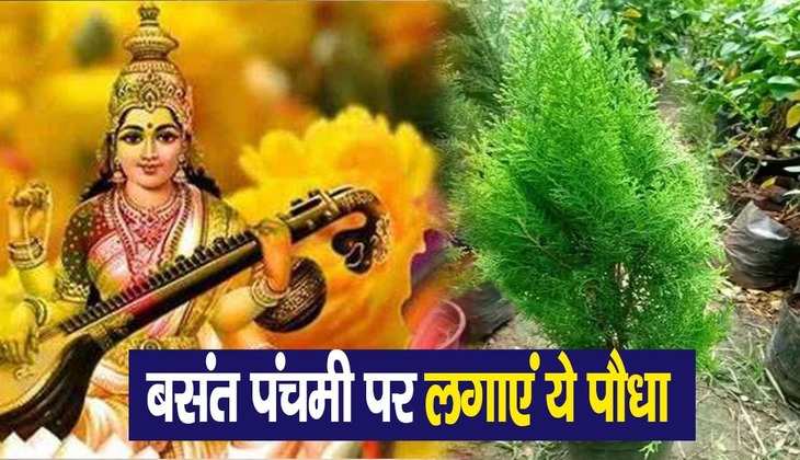Basant Panchami 2023: देवी सरस्वती को प्रसन्न करने केे लिए इस दिन लगाएं ये पौधा, मिलेगा ज्ञान का आशीर्वाद
