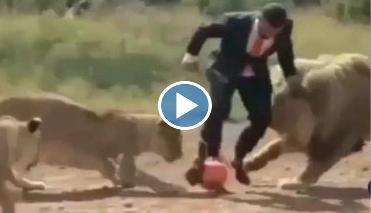 Viral Video: ओ तेरी! शेर-शेरनी के साथ मजे में फुटबॉल खेल रहा शख्स, लोग बोले-'ये तो अविश्वसनीय है'