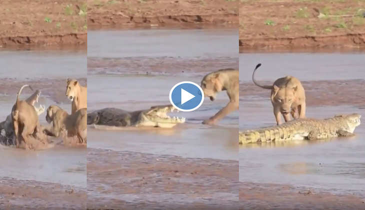 Viral Video: शेरों के झुंड और अकेले मगरमच्छ के बीच घमासान में किसकी हुई जीत? दिल दहला देगा ये वीडियो