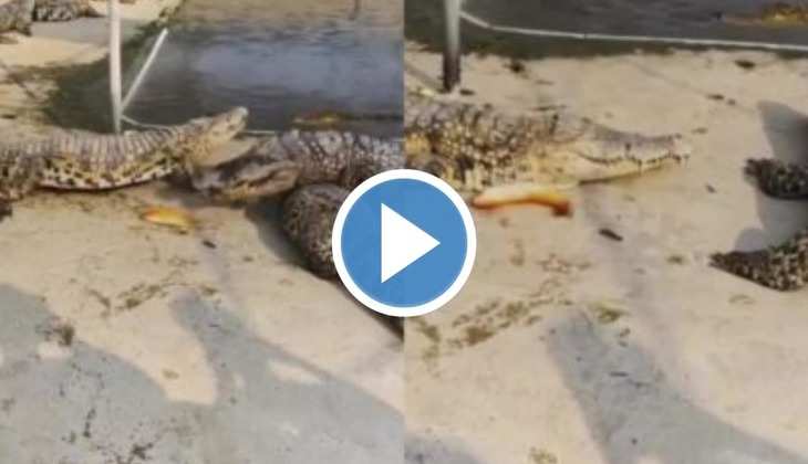 Crocodile Viral Video: एक नहीं तीन-तीन मगरमच्छों को मछली ने दिया चकमा, वीडियो देख नहीं रुकेगी हंसी