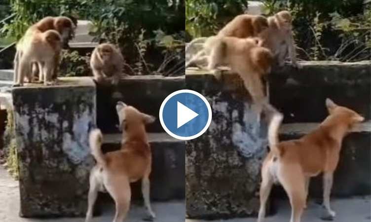 Viral Video: तीन बंदरों ने मिलकर घेर लिया अकेले कुत्ते को, फिर ऐसे किया खूब परेशान, देखिए वीडियो