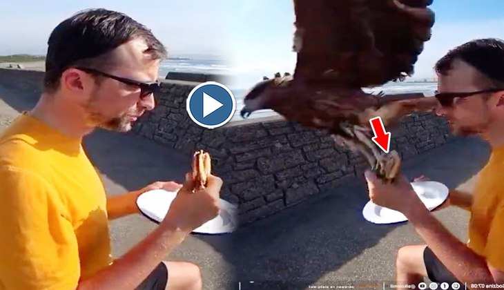 Viral Video: हाय रे! इस शख्स के हाथ से ब्रेड छीन ले गया ये पक्षी, देखिए डरावना वीडियो
