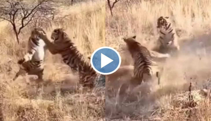 Viral Video: जब जंगल में दहाड़ते हुए एक दूसरे पर बरस पड़े टाइगर, देखिए रौंगटे खड़े कर देने वाली लड़ाई