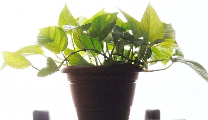 Plant Vastu Tips:  घर में जरूर लगाएं ये पौधे, बनी रहेगी महालक्ष्मी की कृपा