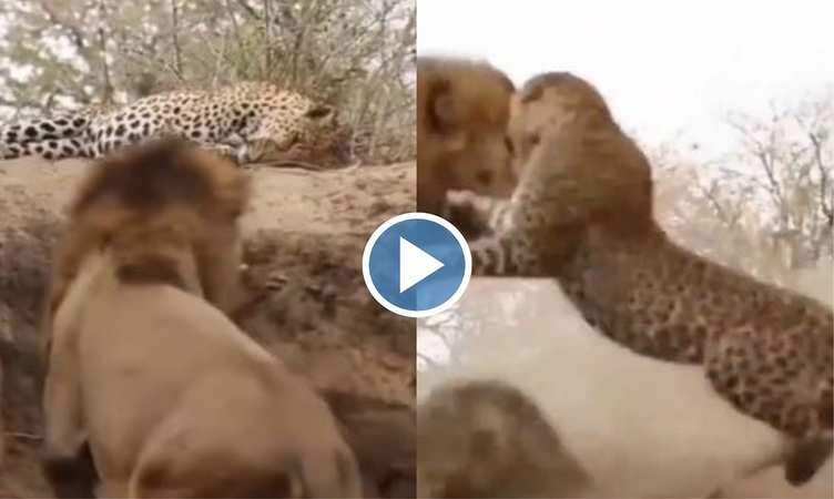 Viral Video: बाप रे! सो रहे तेंदुए पर बुरी तरह से टूट पड़ा बब्बर शेर, वीडियो देख ढीली हो जाएगी पेंट