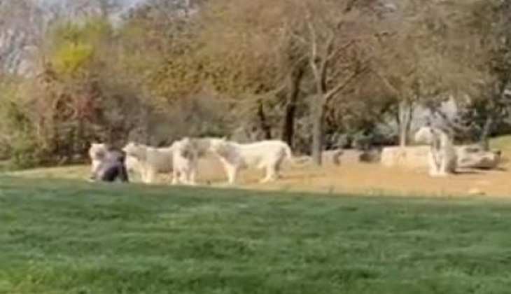 Viral Video: 11 सफेद बाघों के सामने आकर बैठ गया ये निडर टूरिस्ट, वीडियो में देखें फिर क्या हुआ