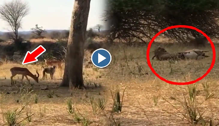 Viral Video: तेंदुए ने पेड़ से छलांग लगाकर किया हिरण पर हमला, देखिए फिर कैसे बंदरों ने बचाई जान