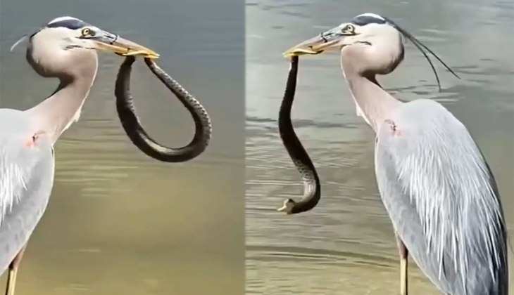 Snake Video: बगुले ने अपनी चोच में दबा लिया जिंदा सांप को, फिर फड़फड़ाता रहा नाग, देखिए वीडियो