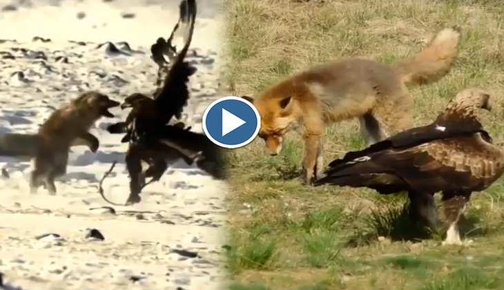 Viral Video: लोमड़ी को उठा ले जाने के चक्कर में था बाज, देखिए फिर दोनों में कैसे हुई कांटे की लड़ाई