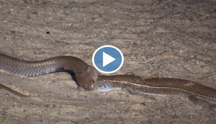 Snake Video: ओ तेरी की! छिपकली को ऐसे ही कच्चा निगल गया कोबरा, कमजोर दिल वाले न देखें वीडियो