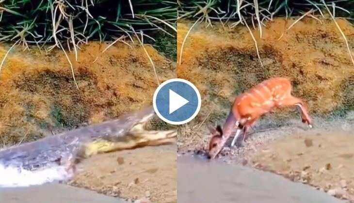Magarmach Ka Video: नदी किनारे शांति से पानी पी रहा था हिरन, मगरमच्छ ने बिजली की रफ्तार से कर दिया हमला