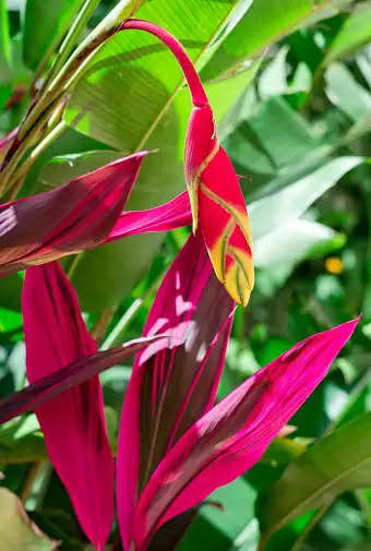 Lucky Plant For Marraige: झट मंगनी पट तय होगा विवाह, केवल घर ले आएं ये एक पौधा