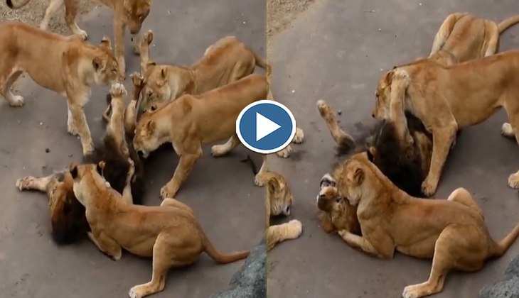 Viral Video: हे राम! पांच शेरनियों ने मिलकर नोच डाले शेर के हाड मास, चिल्लाता रहा 'जंगल का राजा', देखिए वीडियो