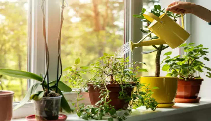 Vastu tips for lucky Plants: आर्थिक लाभ के अलावा ये पौधे दिलाते हैं कई मानसिक समस्याओं से भी छुटकारा, आज ही लाएं घर…