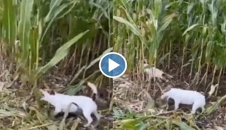 Dog Viral Video: ओ तेरी! कुत्ते ने अपने दांतो से खेत में काट डाली फसल, वीडियो देख लोग बोले 'मल्टी टैलेंटेड डॉग'