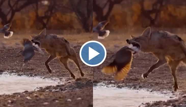 Wild Dog Attack: जंगली कुत्ते ने उड़ते हुए कबूतर पर कर दिया हमला, आप भी देखें यह हैरतअंगेज वीडियो