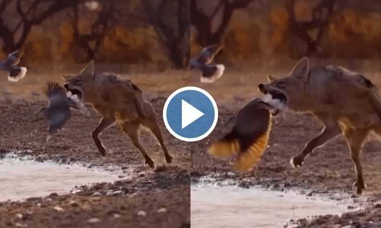 Viral Video: जंगली कुत्ते के मुंह का निवाला बनने से बाल-बाल बचा कबूतर, वीडियो देख आंखें रह जाएंगी फटी