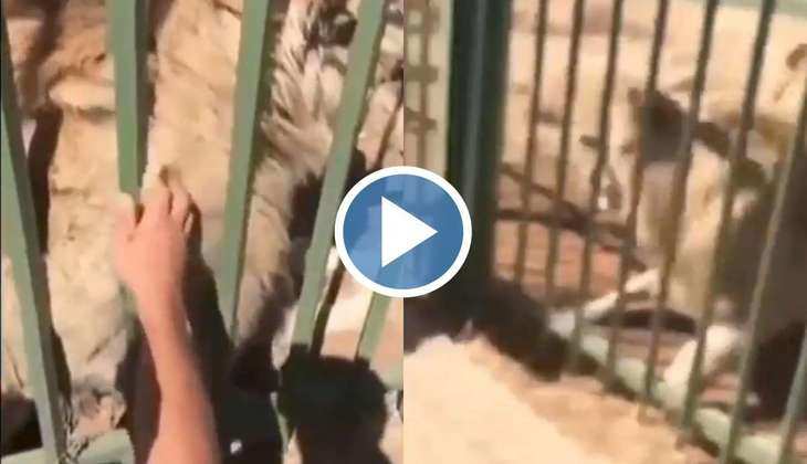 Viral Video: आदमी को शेर के पिंजरे में हाथ डालना पड़ा भारी, हुआ कुछ ऐसा कि मुंह का ढक्कन रह जाएगा खुला