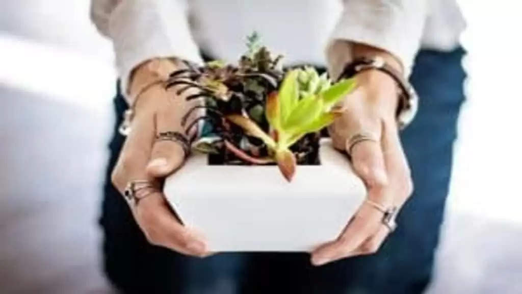 Vastu plants: अपनी बगिया में लगा लें वास्तु के ये चमत्कारी पौधे, खुशियों से भर जाएगी आपकी जिंदगी