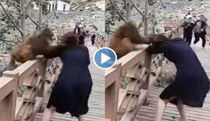 Monkey Attack Girl: अरे बाप रे! लड़की के बाल खींच भाग गया बंदर, वीडियो देख लोग बोले 'लो आ गया स्वाद'