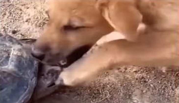 Viral Video: कछुए ने मुंह में दबा लिया कुत्ते का पैर, वीडियो देखकर दहल उठेगा दिल