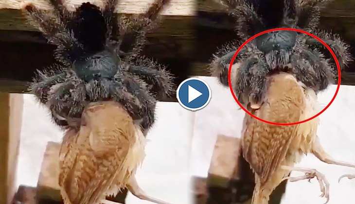 Viral Video: ओ तेरी! चिड़िया को ऐसे ही कच्चा चबा गई जंगली मकड़ी, वीडियो देख आ जाएगी घिन