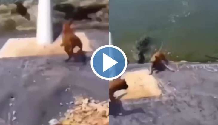 Magarmach Ka Video: ढलान से फिसल मगरमच्छ के मुंह में जा गिरा कुत्ता, वीडियो देख दिल की धड़कनें हो जाएंगी तेज़