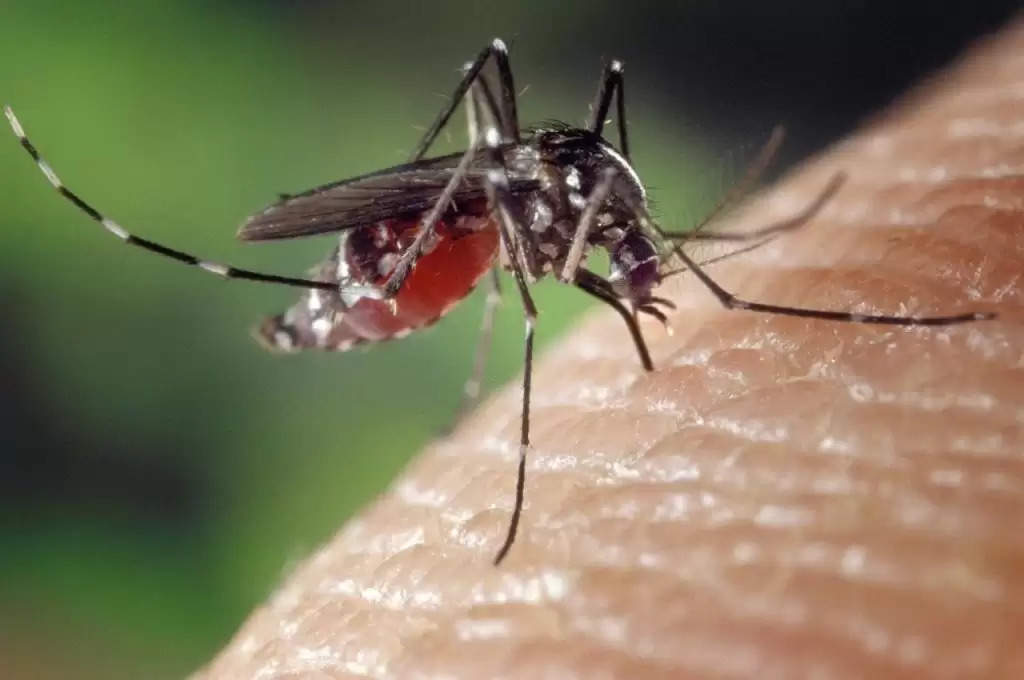 बच्चों में इन लक्षणों को ना करें नजरअंदाज, जानलेवा हो सकता है Dengue का बुखार
