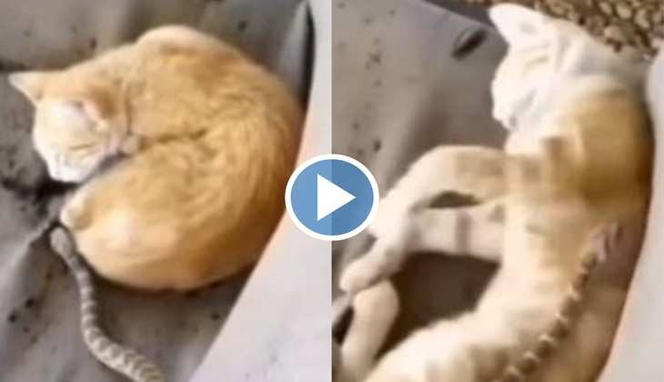 Cat Video: हे भगवान! गहरी नींद में सो रही बिल्ली के ऊपर चढ़ गया सांप, आगे का वीडियो देख हिल जाएंगे आप
