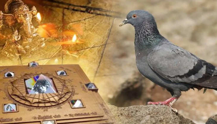 Vastu for pigeons: आपकी छत पर बना कबूतर का घोंसला आपके लिए शुभ है या अशुभ?