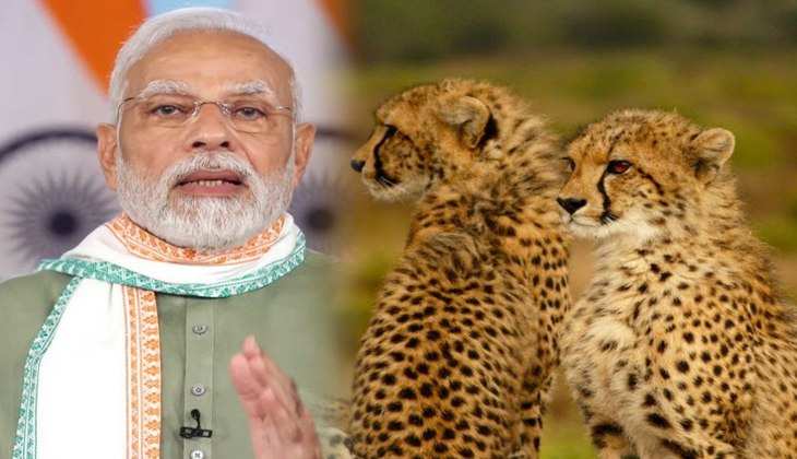 Cheetah Project: PM Modi ने कूनो में छोड़े चीते, बोले इसके पीछे हमने वर्षों ऊर्जा लगाई, चीता एक्शन प्लान बनाया