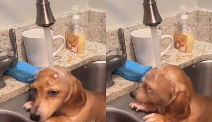 Dog Video: बाथरूम की जगह किचन के सिंक में नहाने लगा डॉगी, वीडियो जीत रहा लोगों का दिल