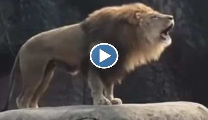Viral Video: क्या आपने सुनी है शेर की दहाड़? वीडियो देख गीली हो जाएगी पेंट