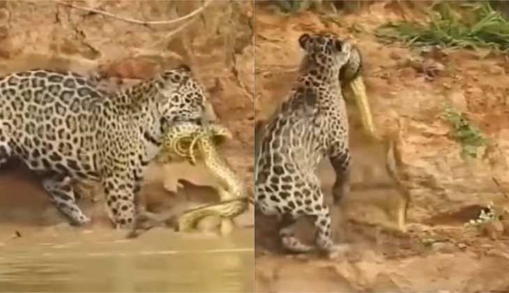 Snake Video: जगुआर ने सेकेंडों में किया बड़े सांप का शिकार, हिम्मत वाले ही देखें वीडियो