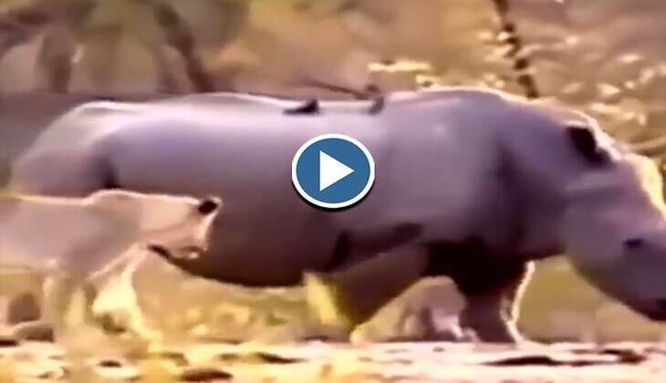 Viral Video: दईया रे! गैंडे और उसके बच्चे के हाथ धोकर पीछे पड़ गए शेर व शेरनी, देखिए आगे का जबरदस्त सीन