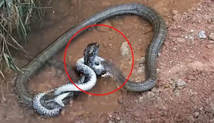 Snake Video: क्या आपने देखी कभी कोबरा सांप और अजगर की लड़ाई? सांसे थामकर देखें वीडियो