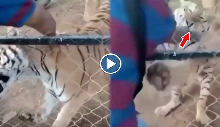Viral Video: बाघ की पीठ पर हाथ फेर रहा था ये शख्स तभी घट गई ऐसी घटना, देखिए खौफनाक वीडियो