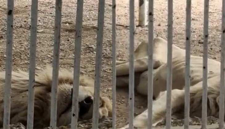 पाकिस्तान में पैसों की तंगी, Zoo में भूख से तड़प रहे शेर को देखकर रह जाएंगे दंग