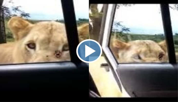 Viral Video: कार में बैठे टूरिस्ट शीशे से देख रहे थे शेरनी, तभी उसने खोल दिया गेट! देखिए फिर क्या हुआ